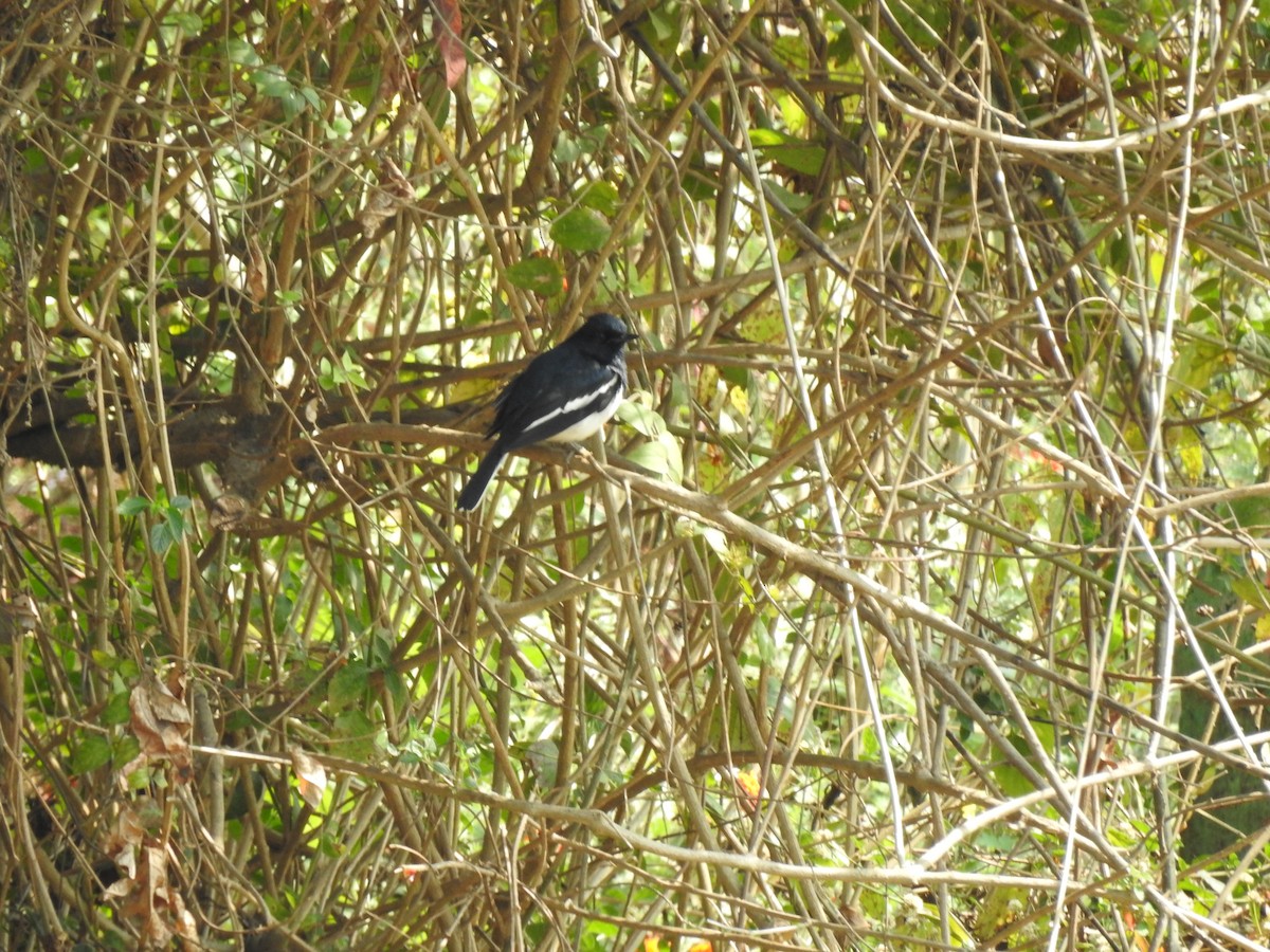 Oriental Magpie-Robin - ML87376701