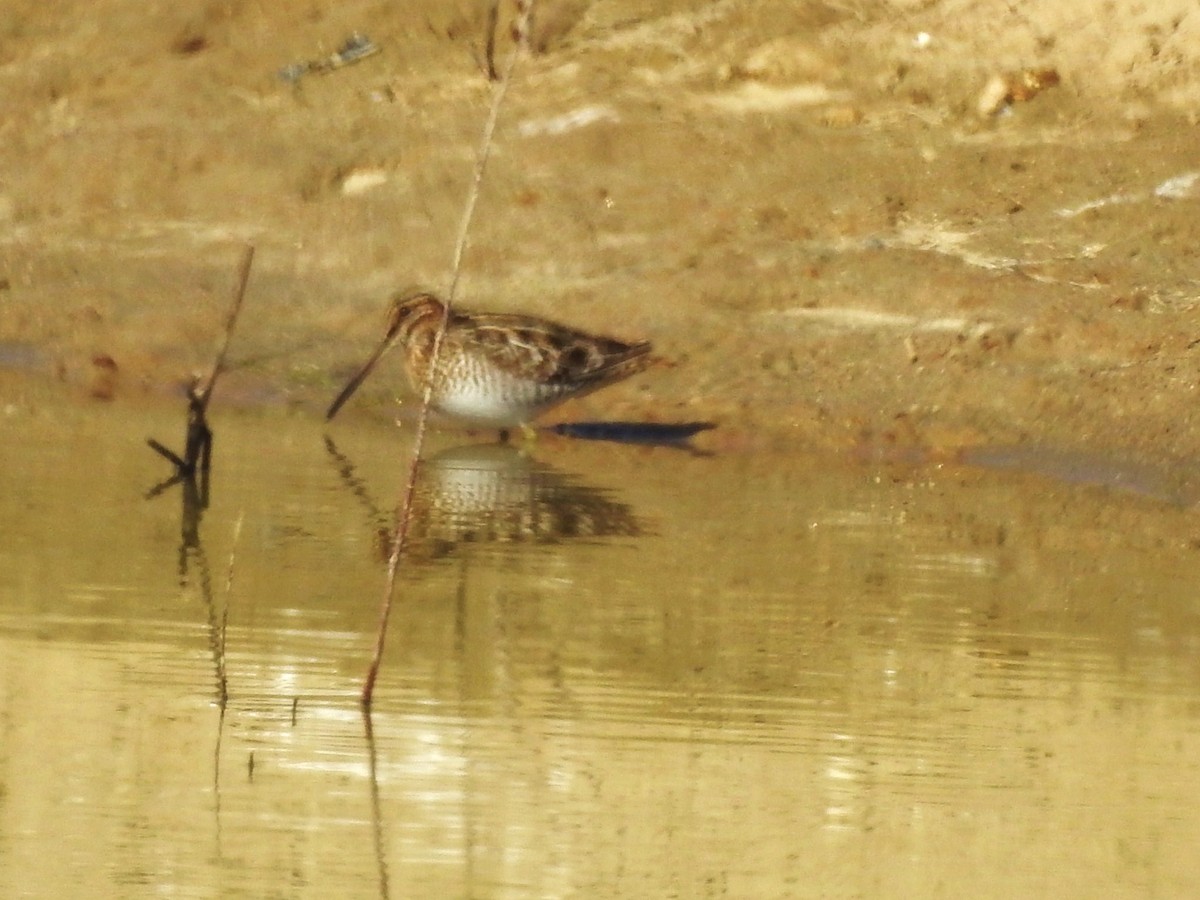 Wilson's Snipe - ML87377021