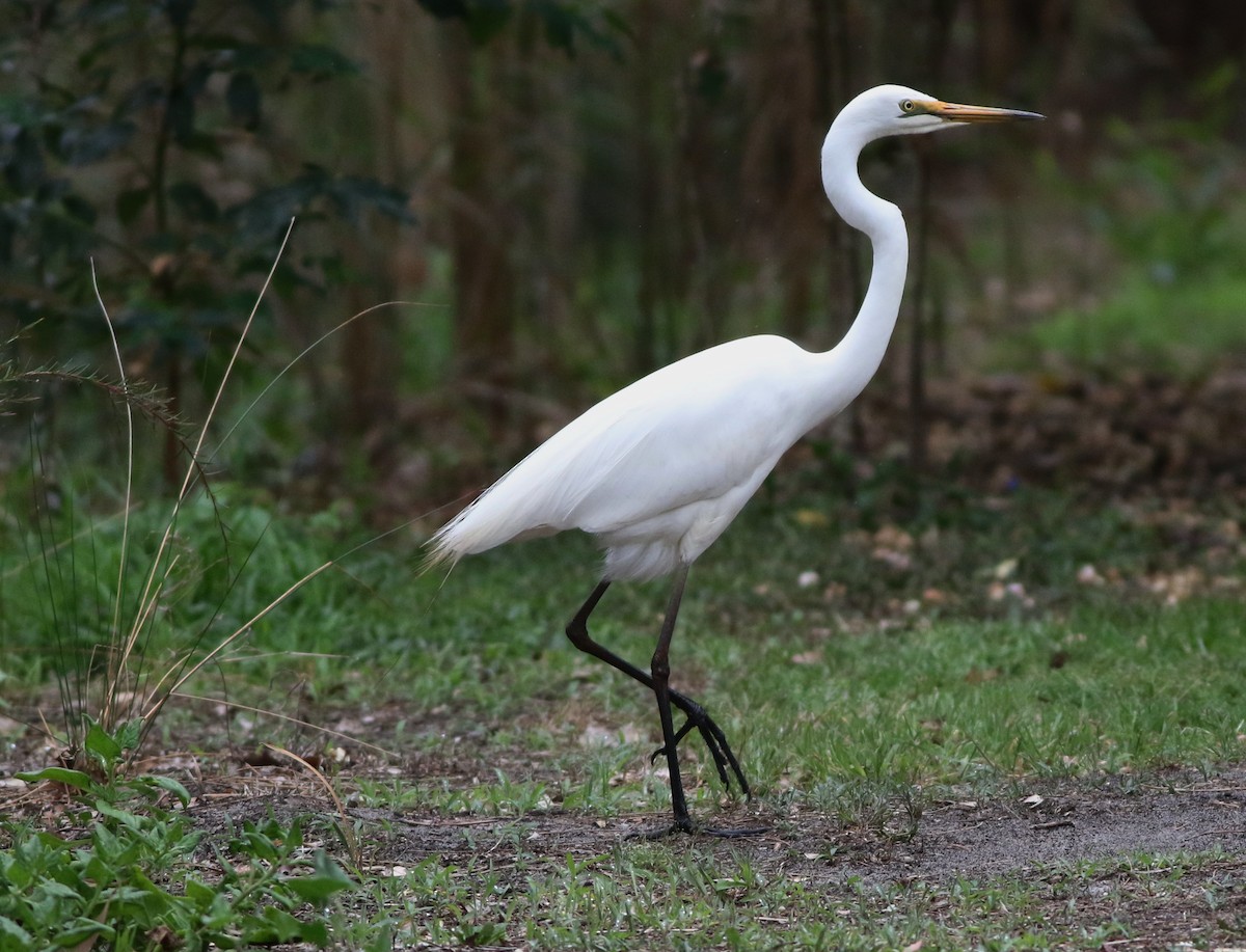 Great Egret - ML87377081