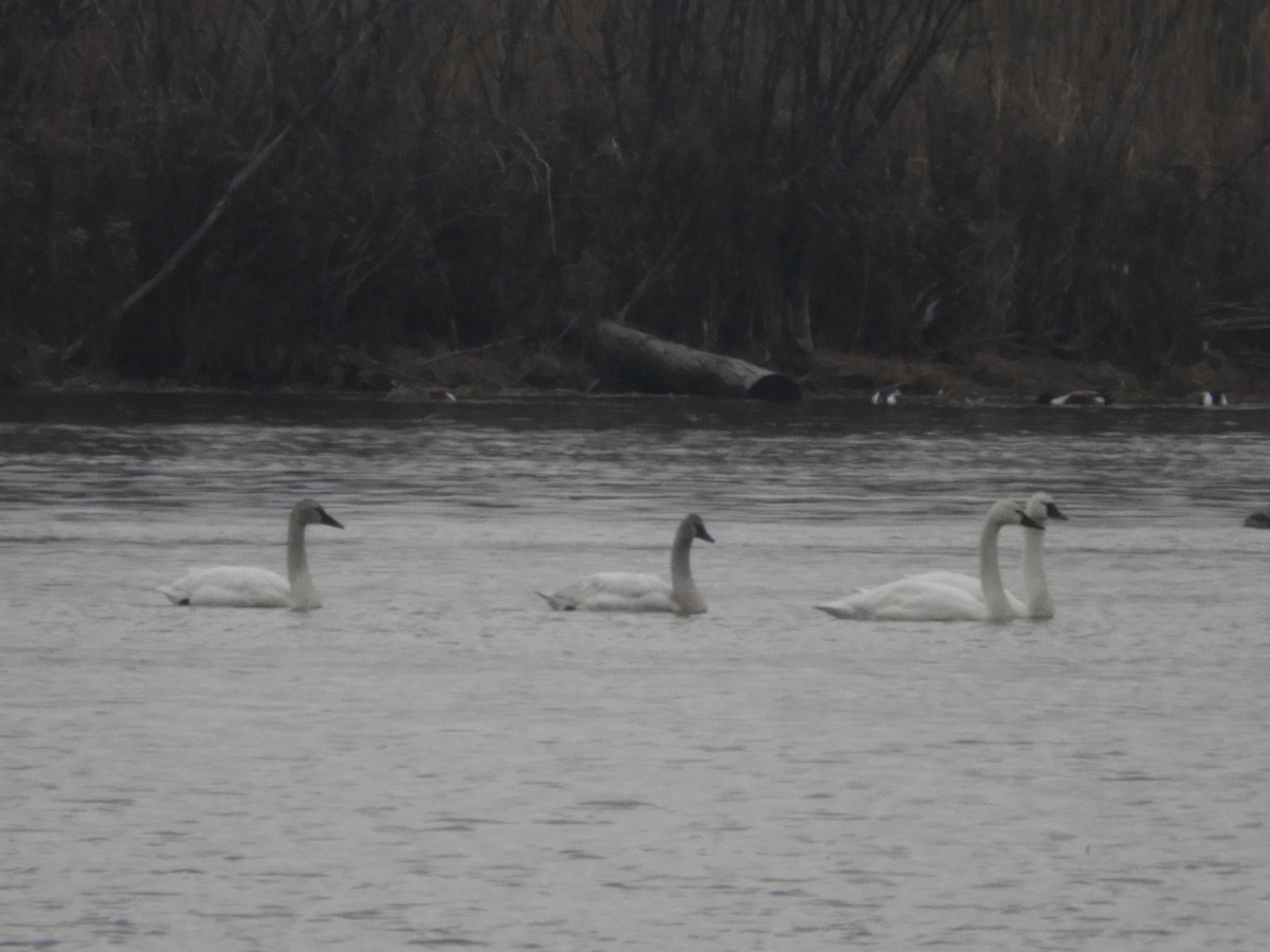 Tundra Swan - ML87378281