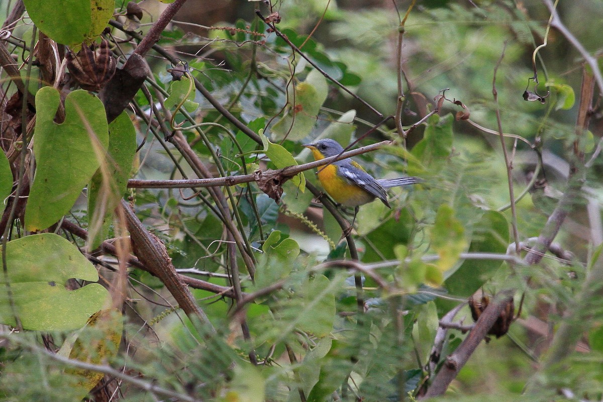 Tropical Parula - ML87378761