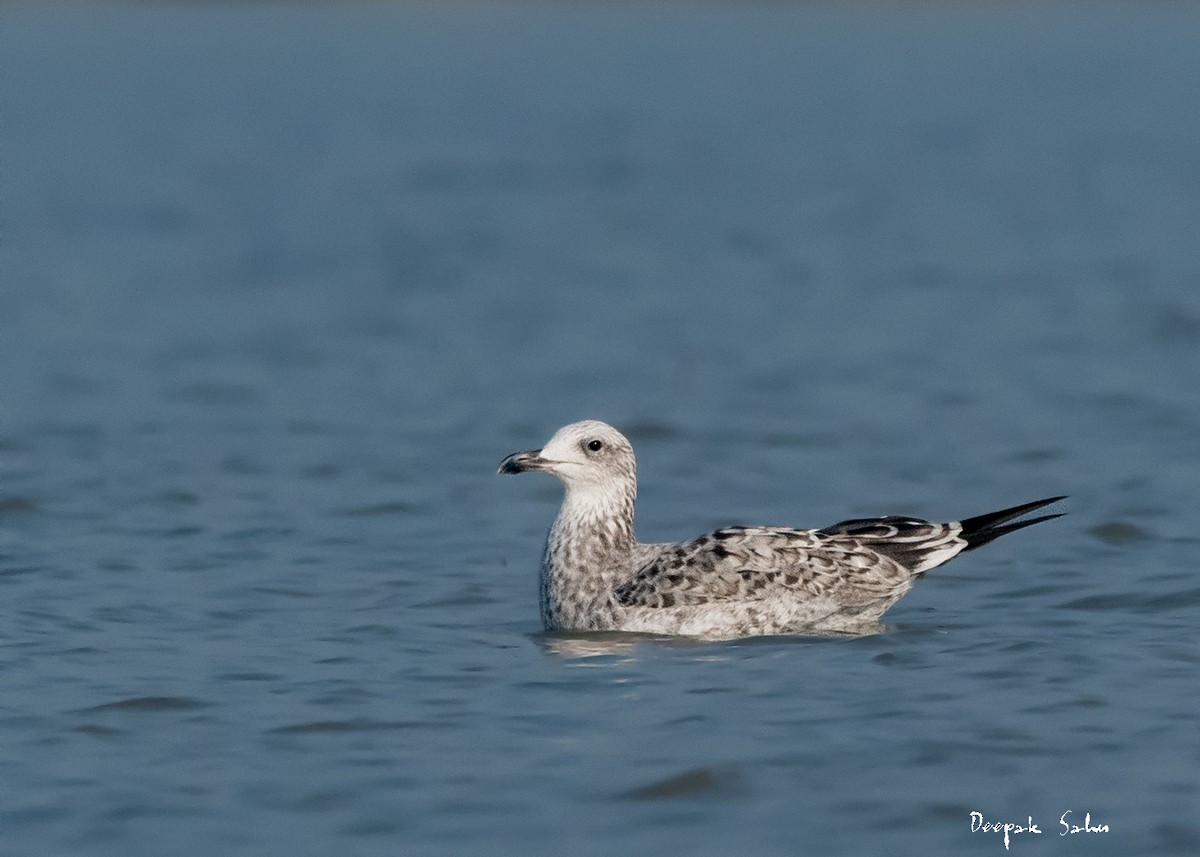 Lesser Black-backed Gull (Heuglin's) - ML87378941