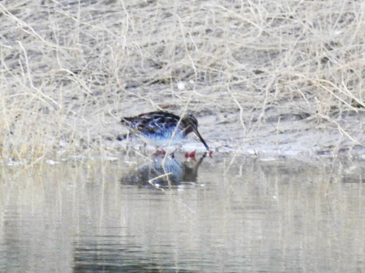 Wilson's Snipe - ML87379631