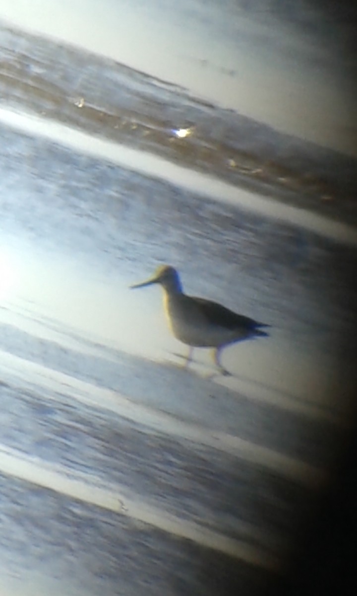 Greater Yellowlegs - ML87379801