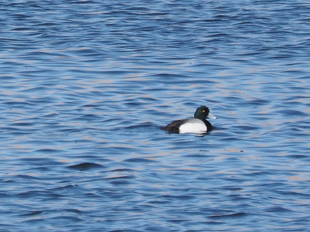 Greater Scaup - Merryl Edelstein