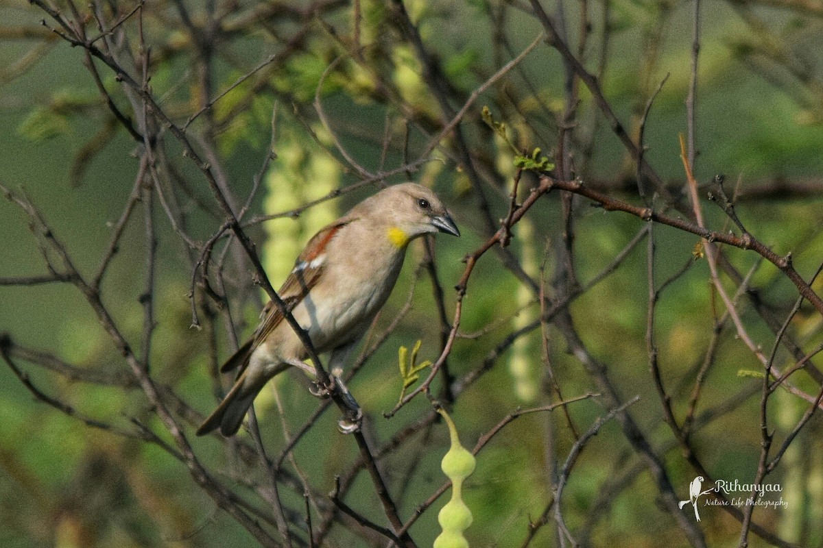 Yellow-throated Sparrow - ML87381371