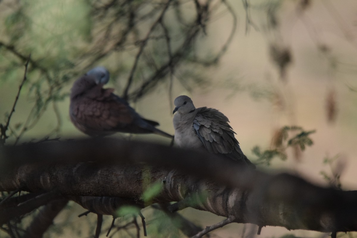 Red Collared-Dove - Magesh Ram