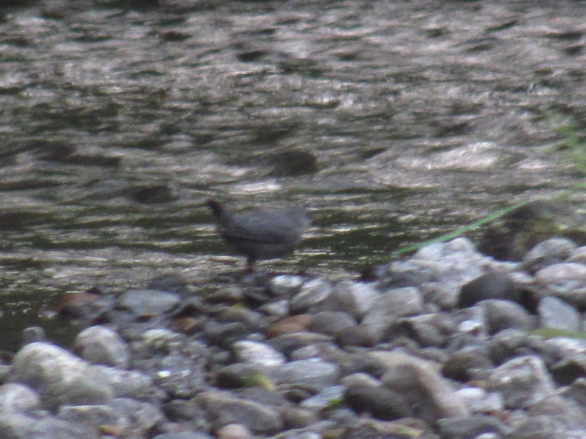 American Dipper - ML87381691