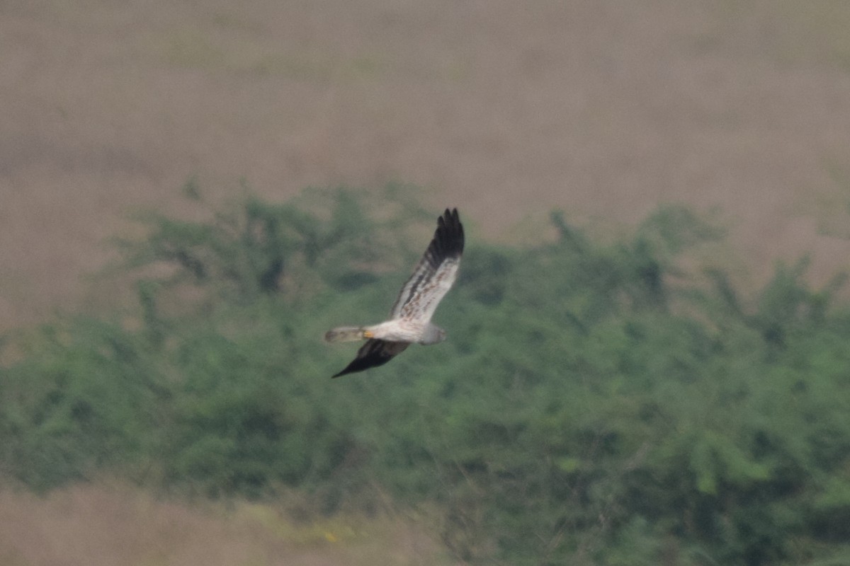 Montagu's Harrier - ML87381831