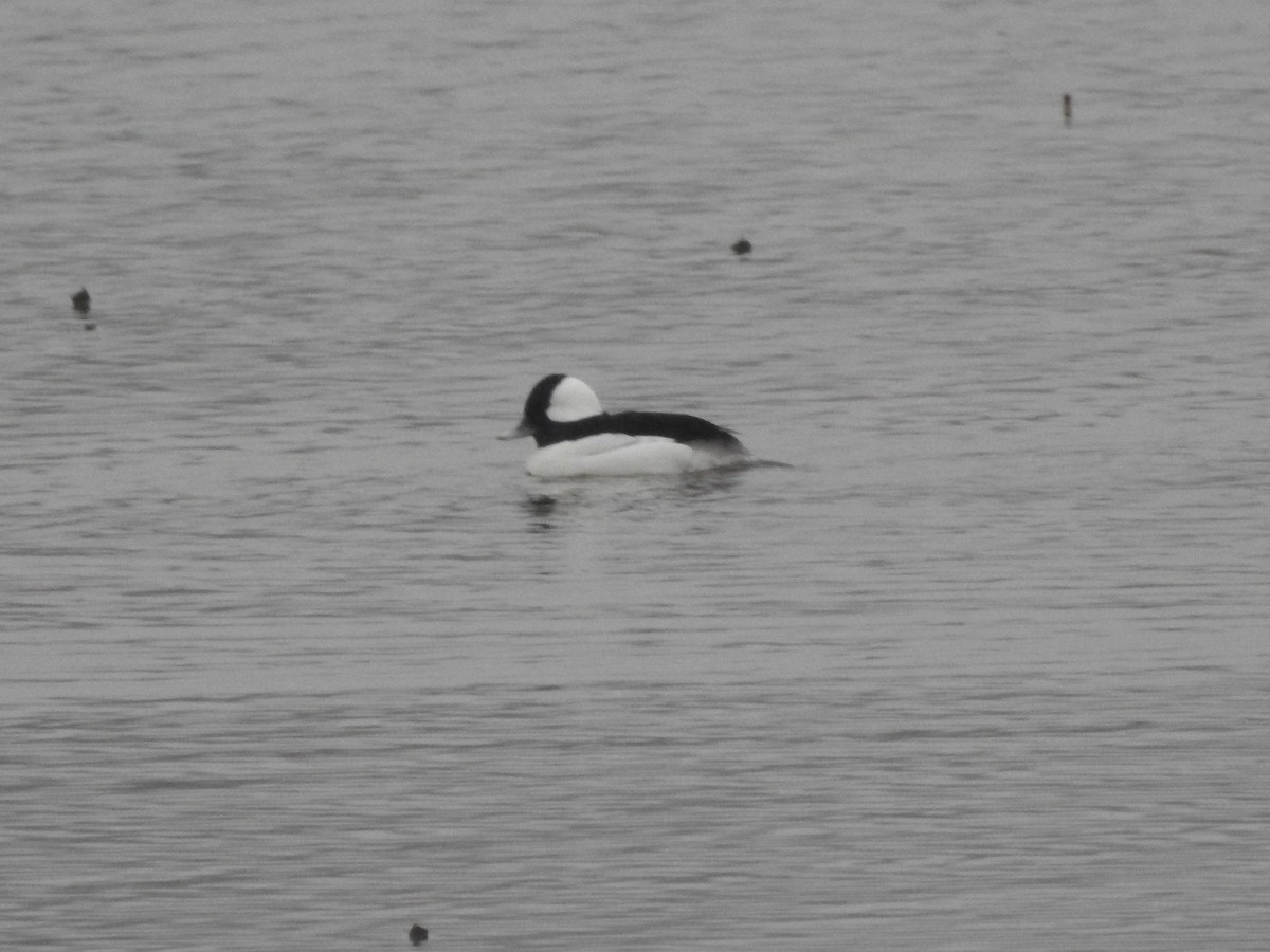 Bufflehead - ML87382531