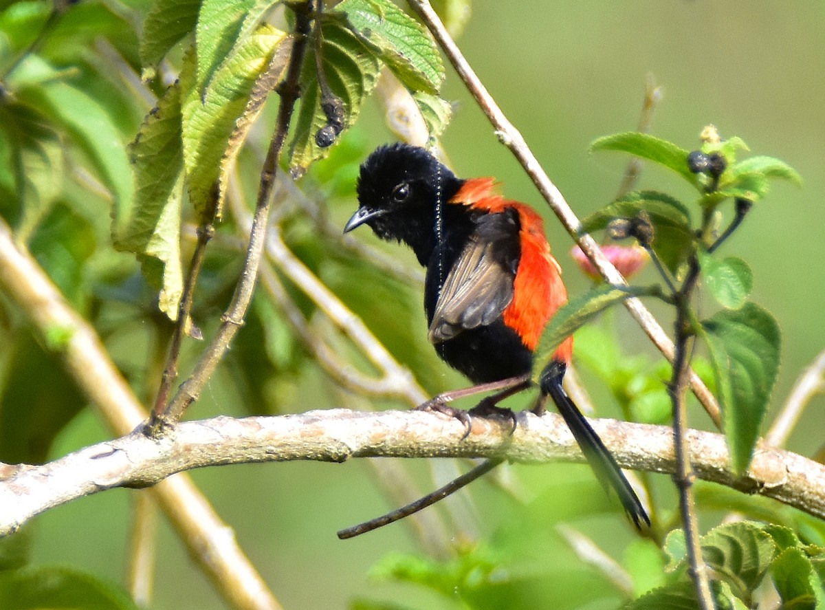 Red-backed Fairywren - Chris Wills