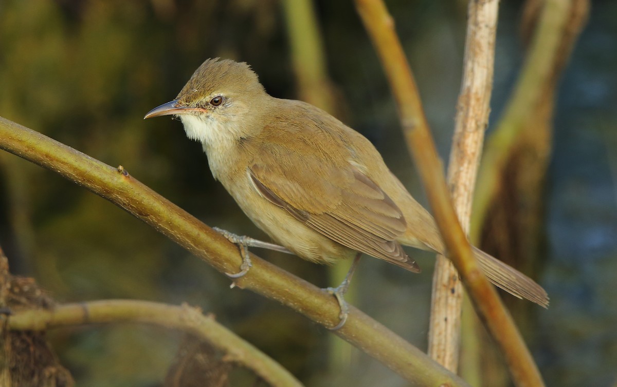 Clamorous Reed Warbler - Albin Jacob