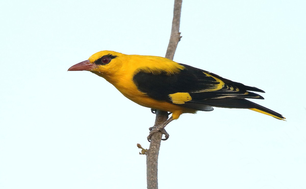 Indian Golden Oriole - Albin Jacob