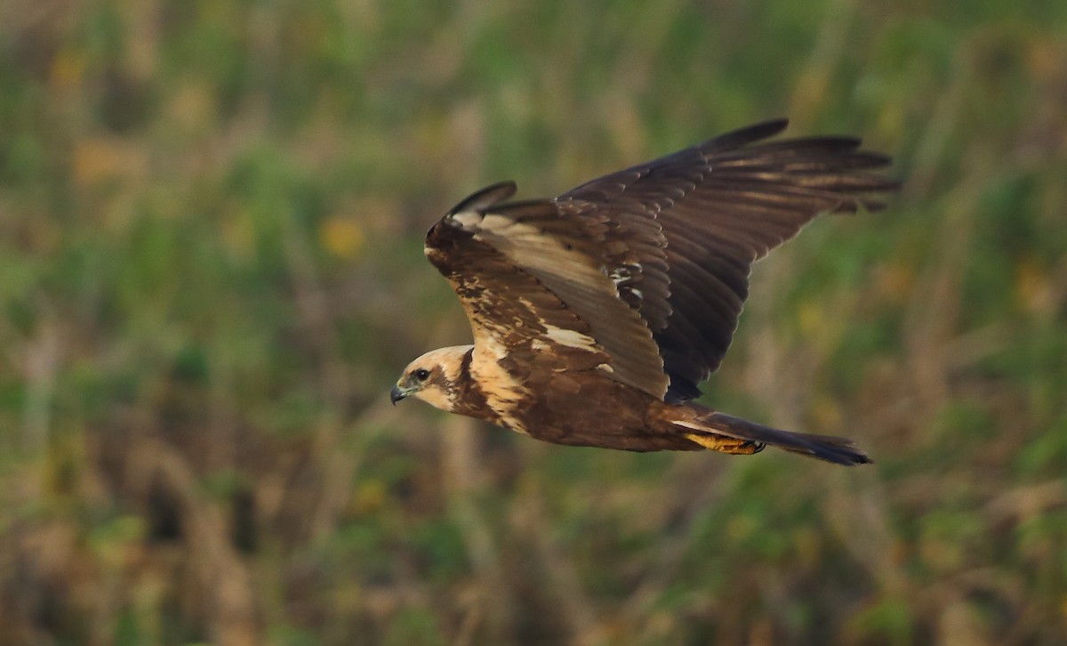 Western Marsh Harrier - ML87383741