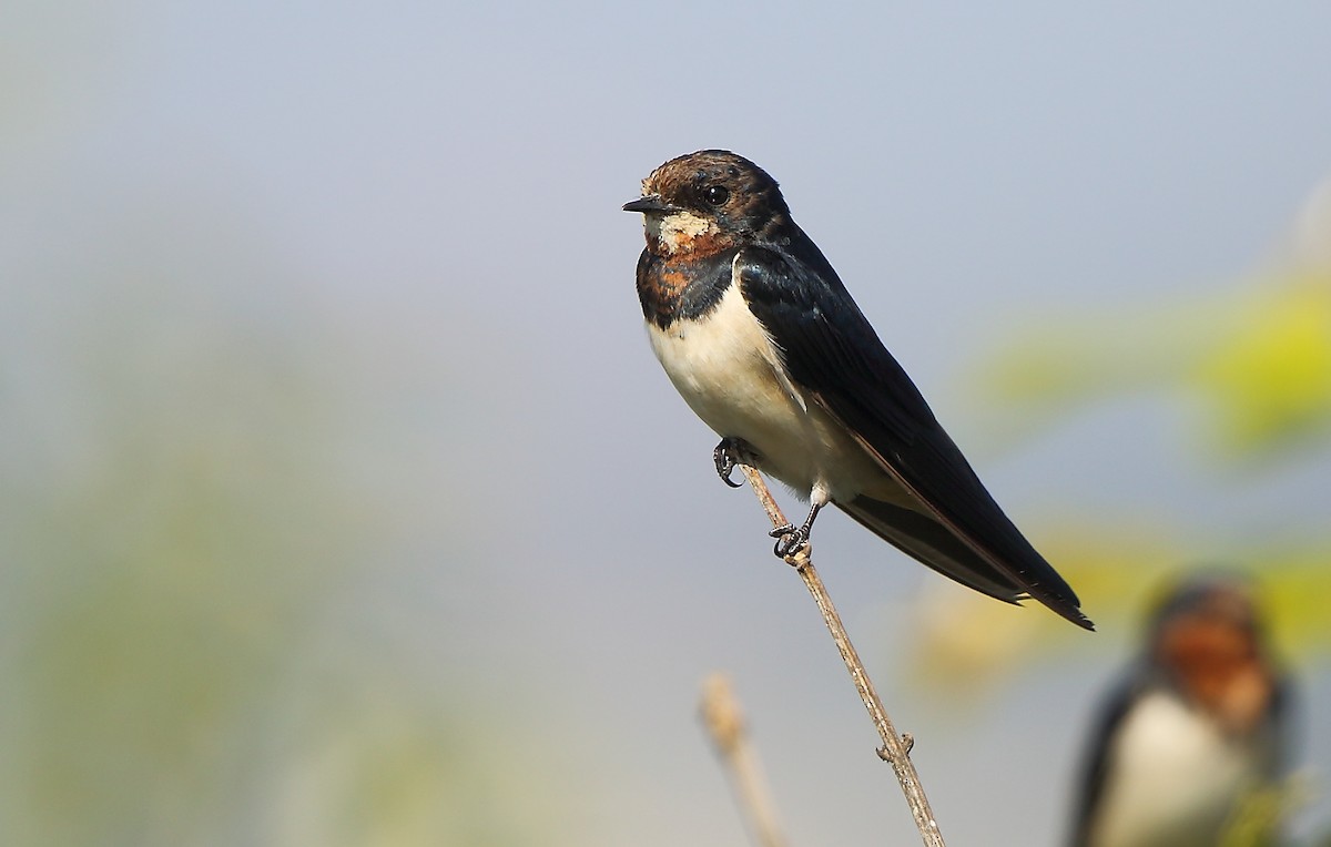 Barn Swallow - ML87383821