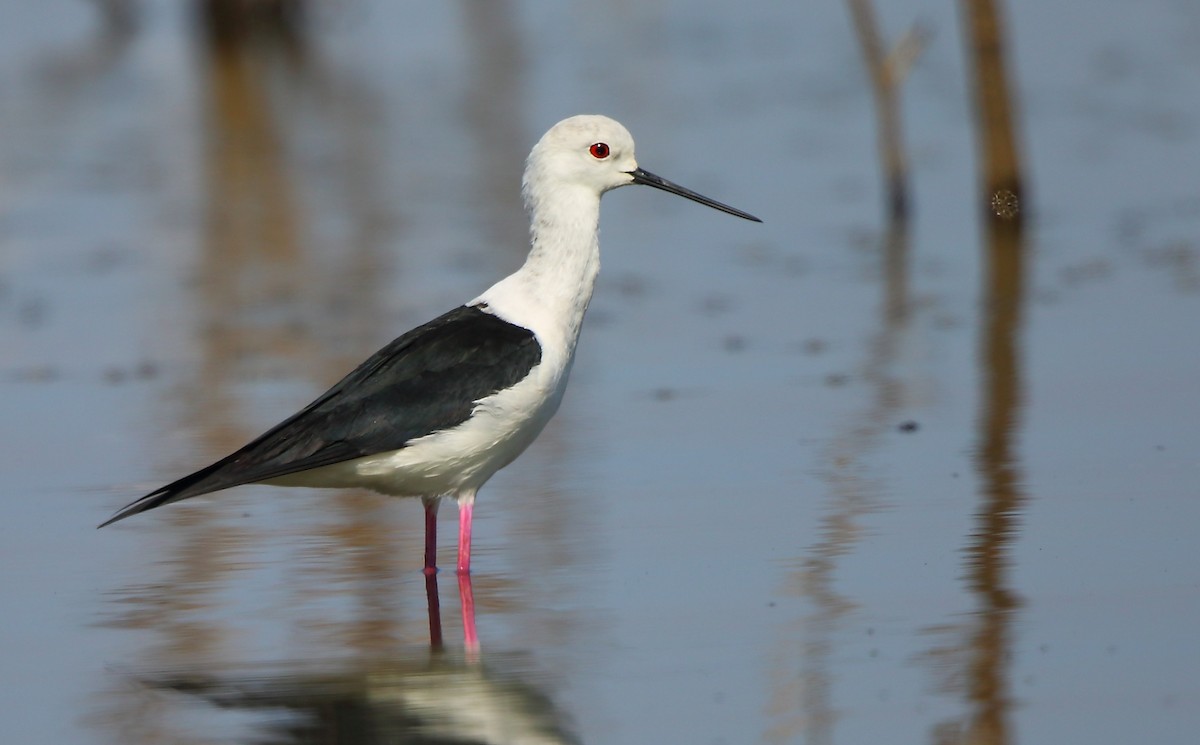 Black-winged Stilt - ML87383911