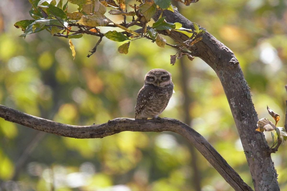Spotted Owlet - ML87384921