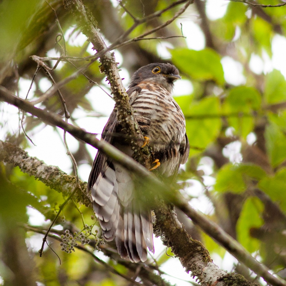 Dark Hawk-Cuckoo - ML87385961