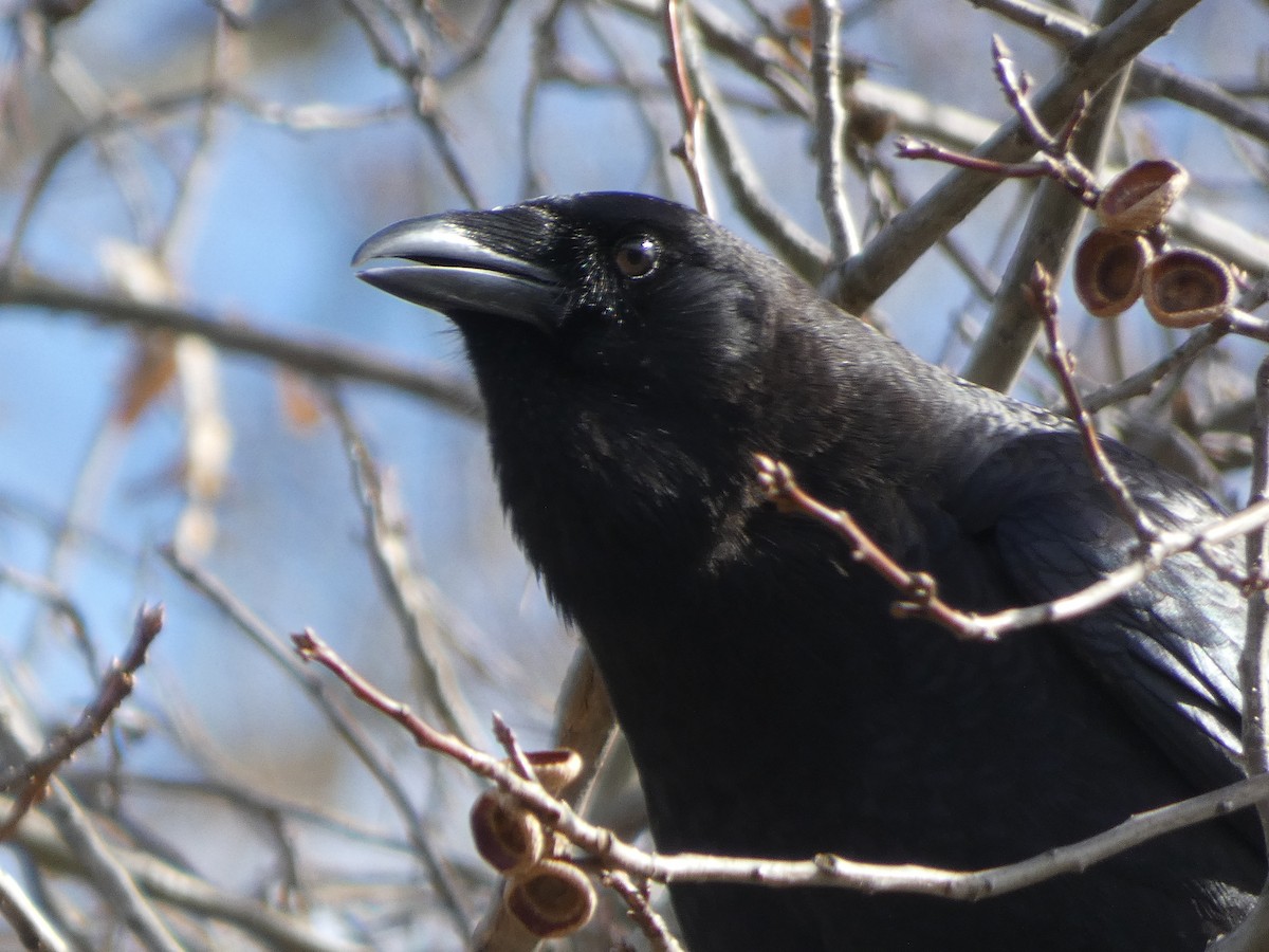 American Crow - ML87386861