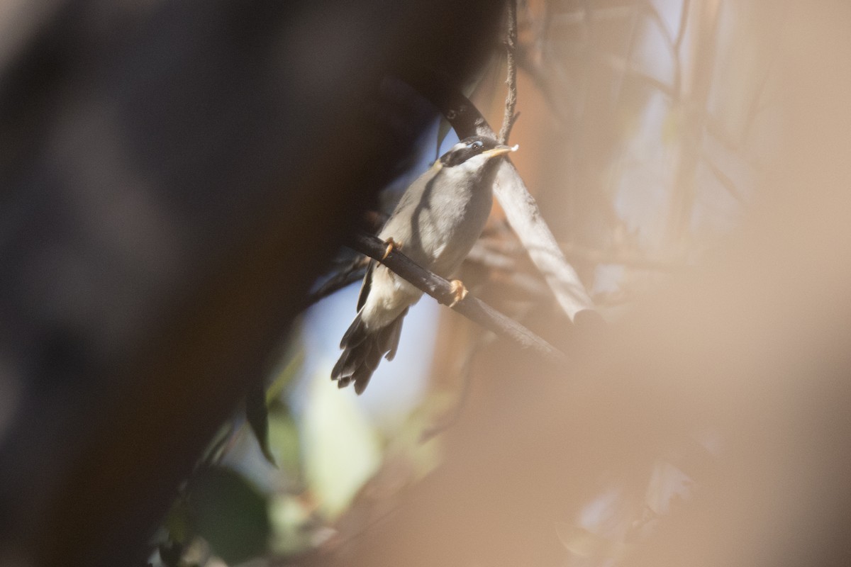 Black-chinned Honeyeater - ML87387531