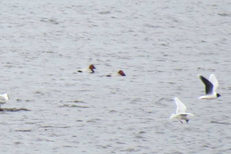 Common Pochard - ML87387971