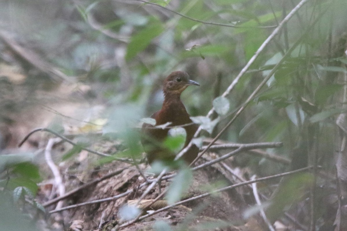 Gray-legged Tinamou - ML87387981