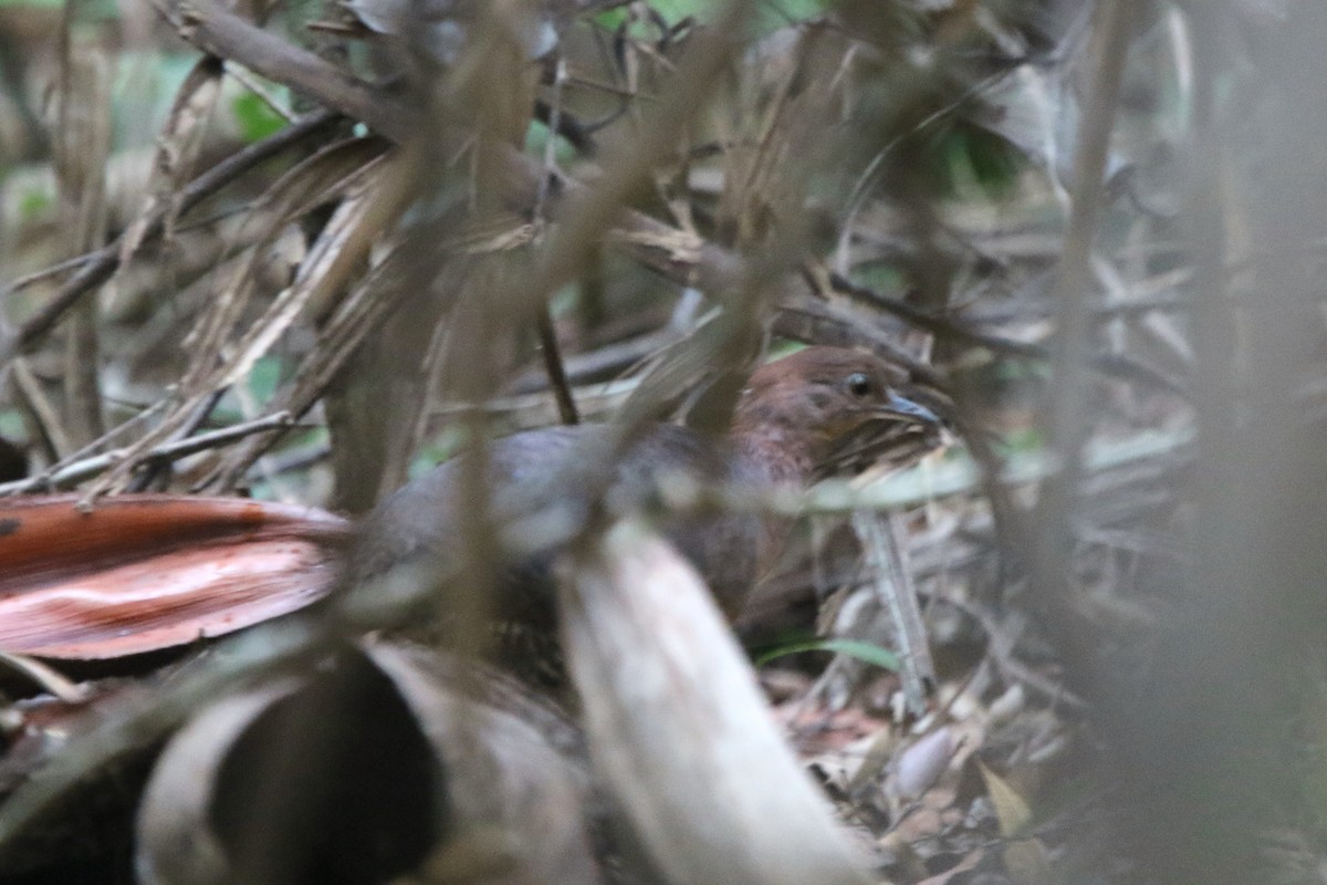 Gray-legged Tinamou - ML87388041