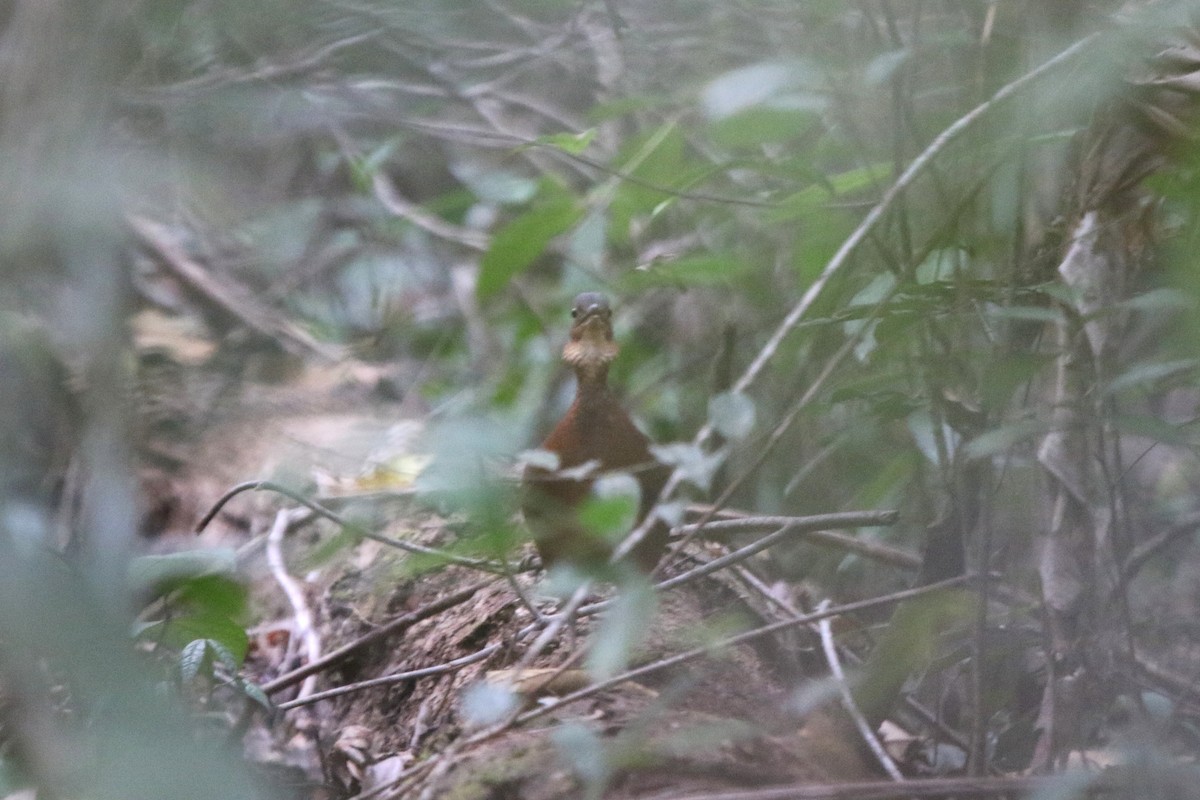 Gray-legged Tinamou - ML87388051