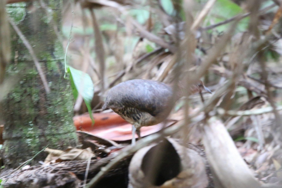 Gray-legged Tinamou - ML87388061