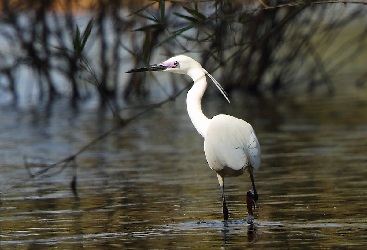 Little Egret - ML87390071