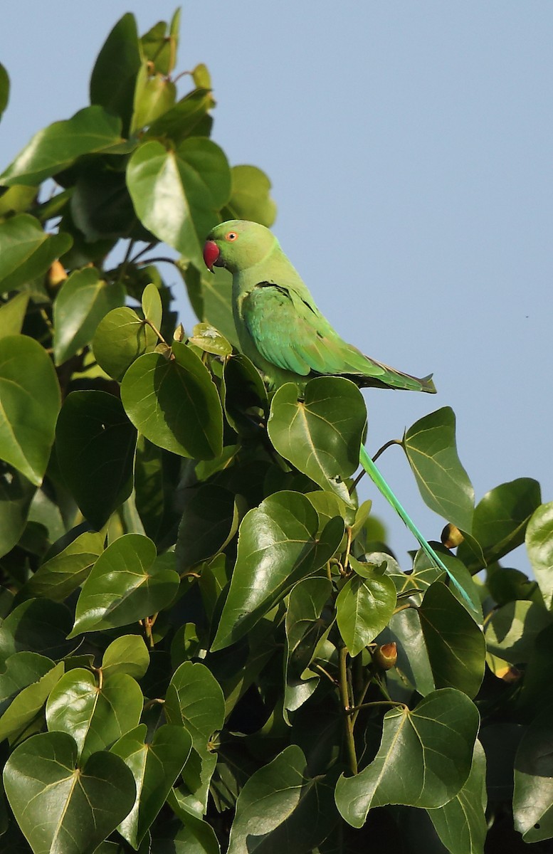 Rose-ringed Parakeet - ML87390311