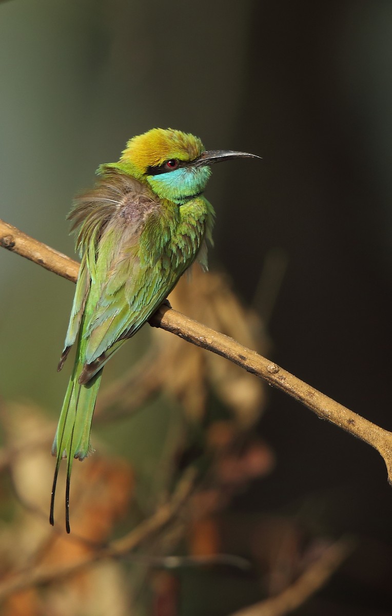 Abejaruco Esmeralda Oriental - ML87390331