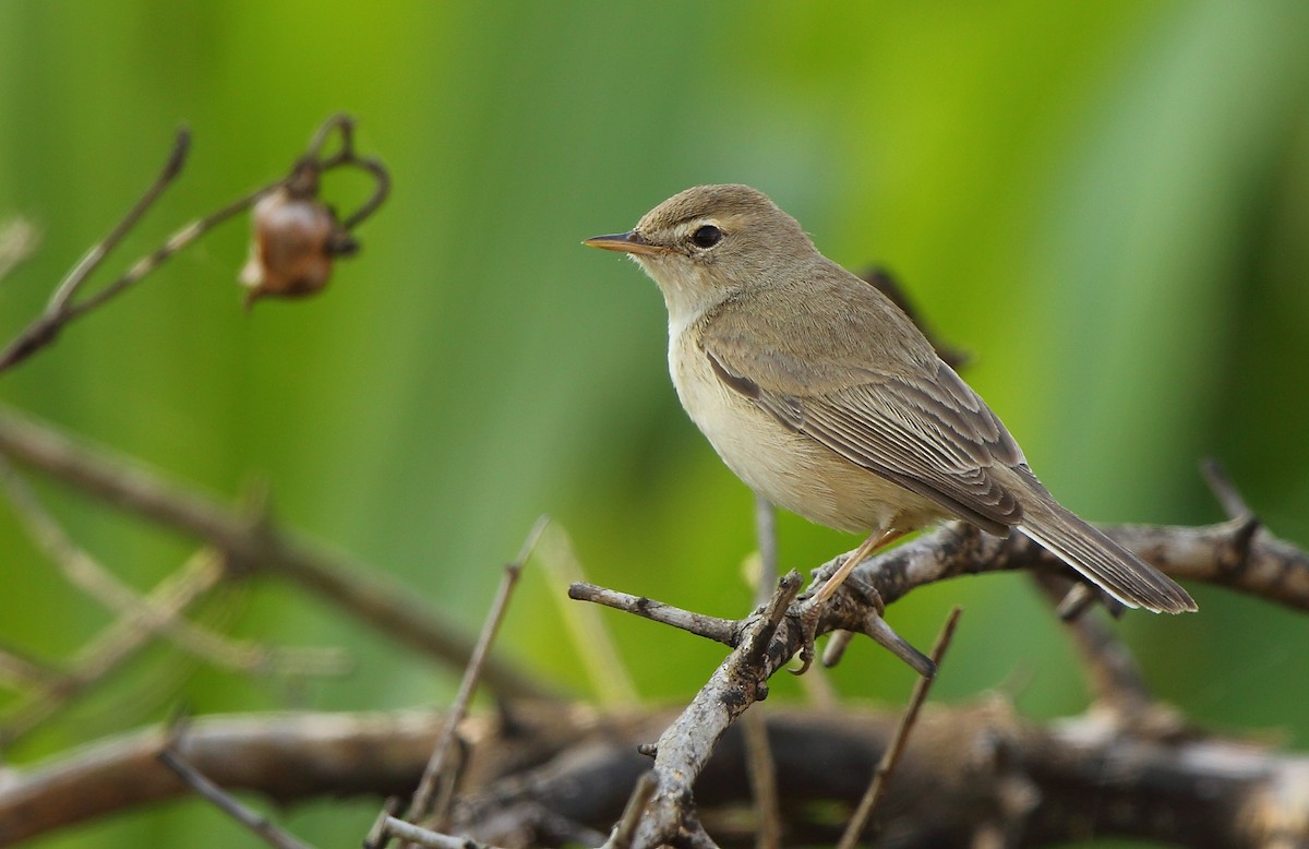 Booted Warbler - Albin Jacob