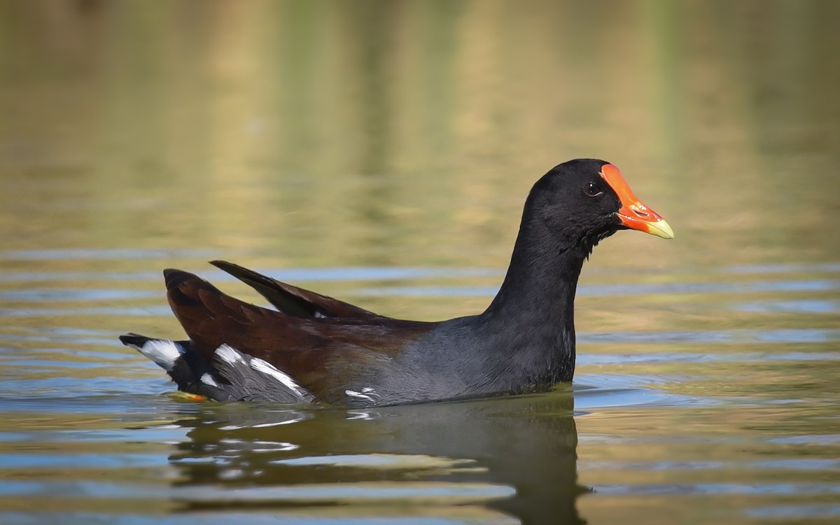 Gallinule d'Amérique - ML87390721