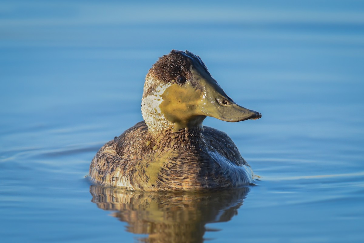 Ruddy Duck - ML87390761