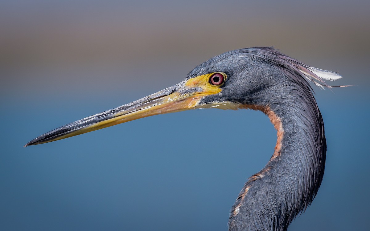 Tricolored Heron - ML87390931