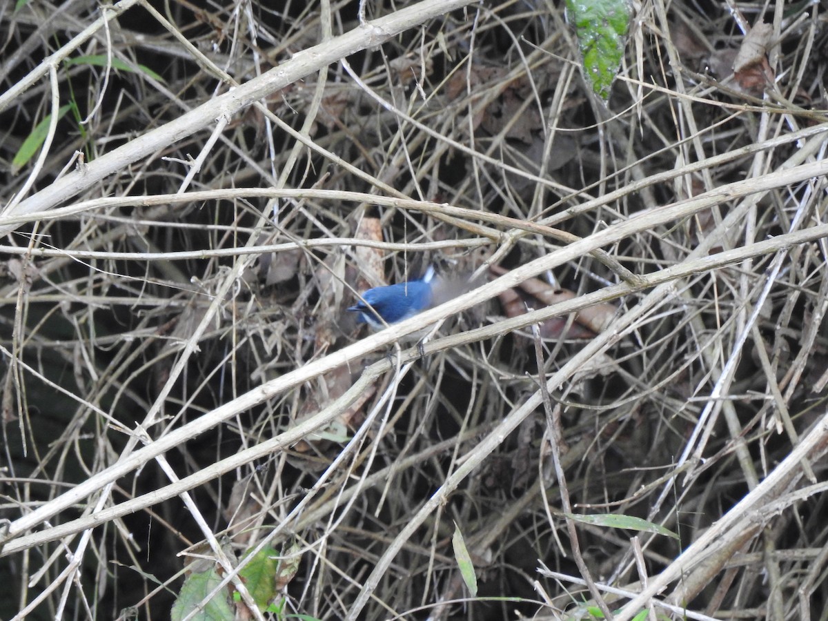 Slaty-blue Flycatcher - Sitendu Goswami