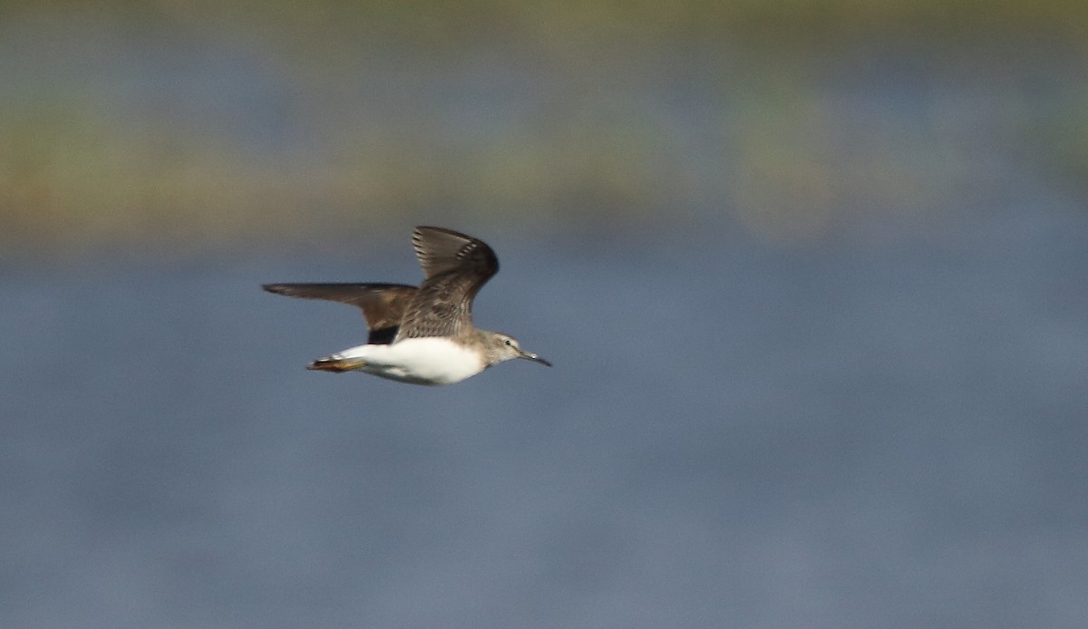 Green Sandpiper - ML87391031