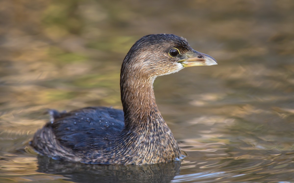 Pied-billed Grebe - ML87391221