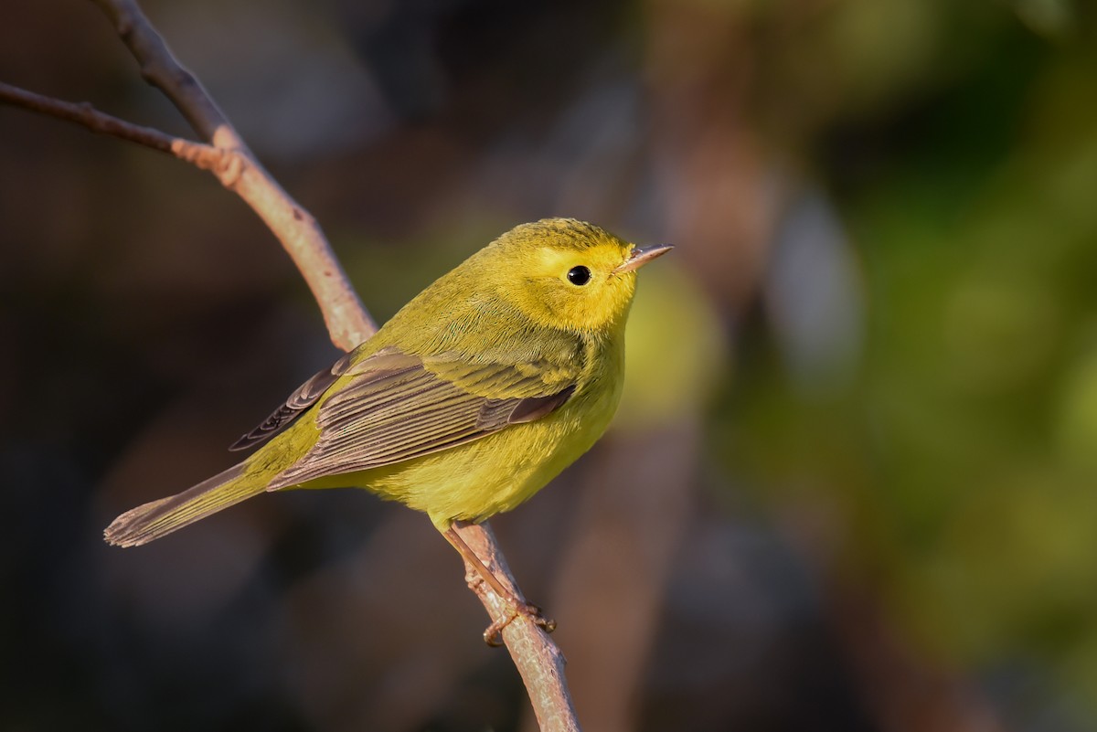 Wilson's Warbler - Scott Martin