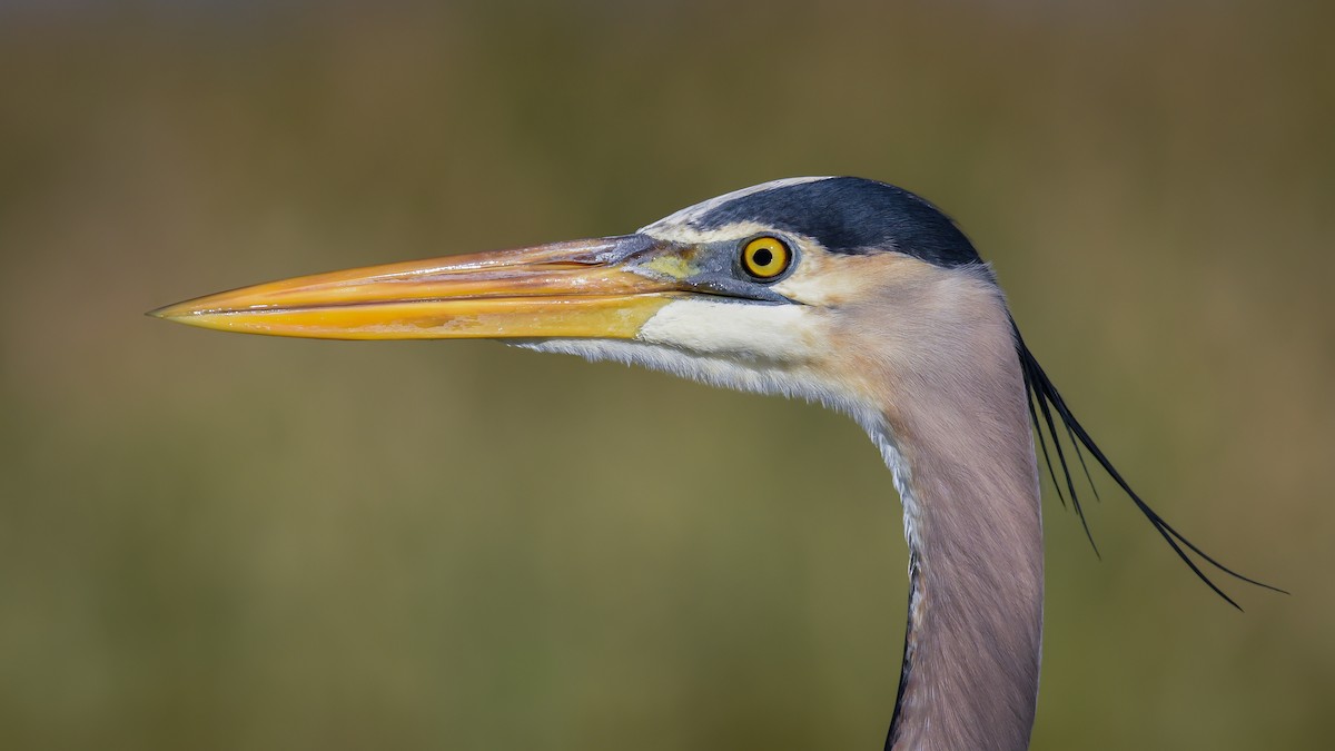 Great Blue Heron - ML87391461