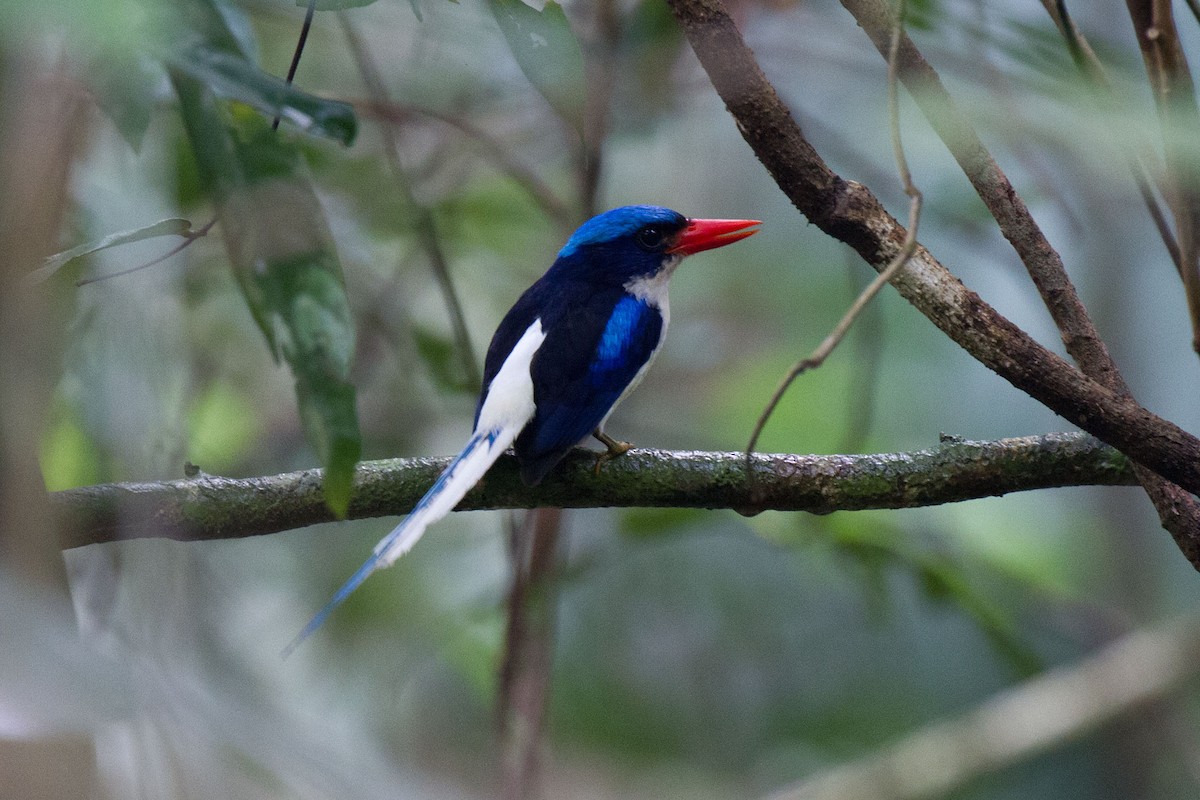 Common Paradise-Kingfisher - Kristof Zyskowski