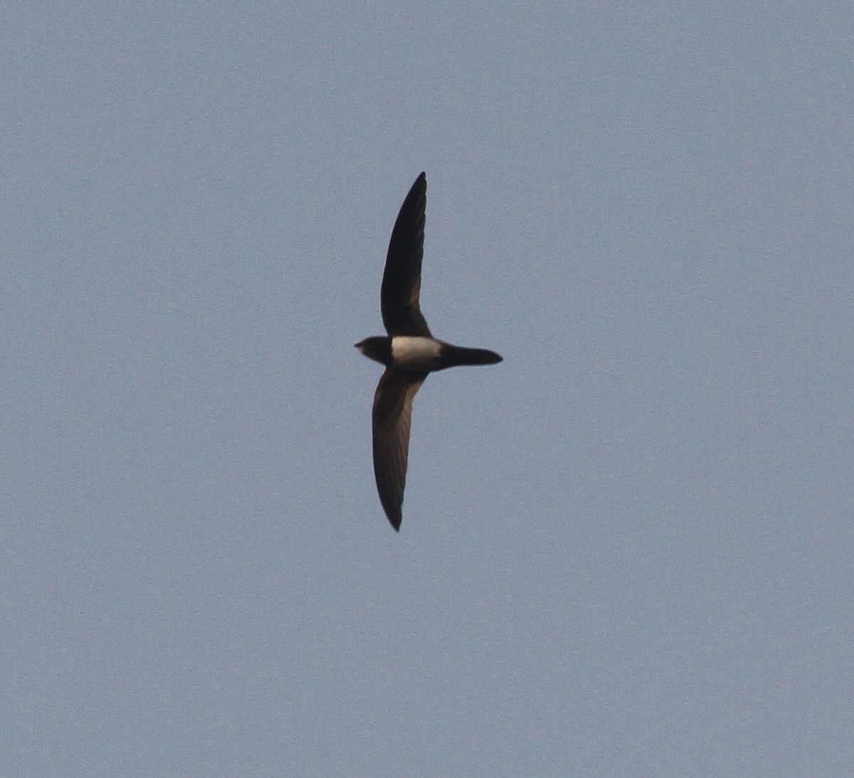 Alpine Swift - Manoj Karingamadathil