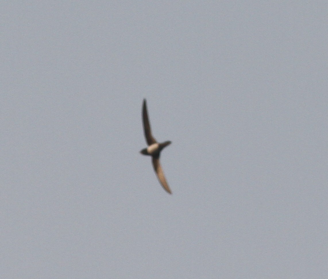 Alpine Swift - Manoj Karingamadathil