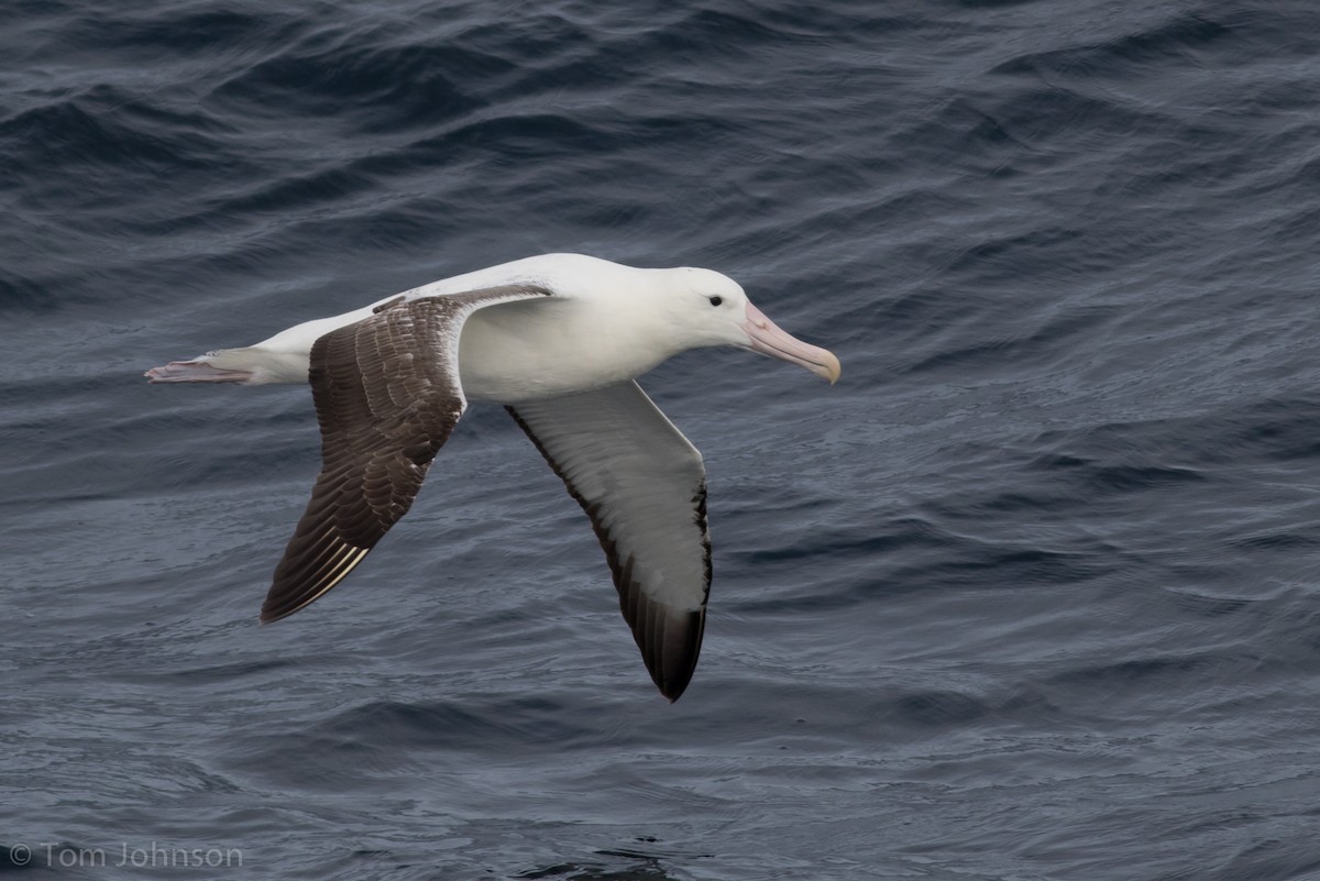 Southern Royal Albatross - Tom Johnson