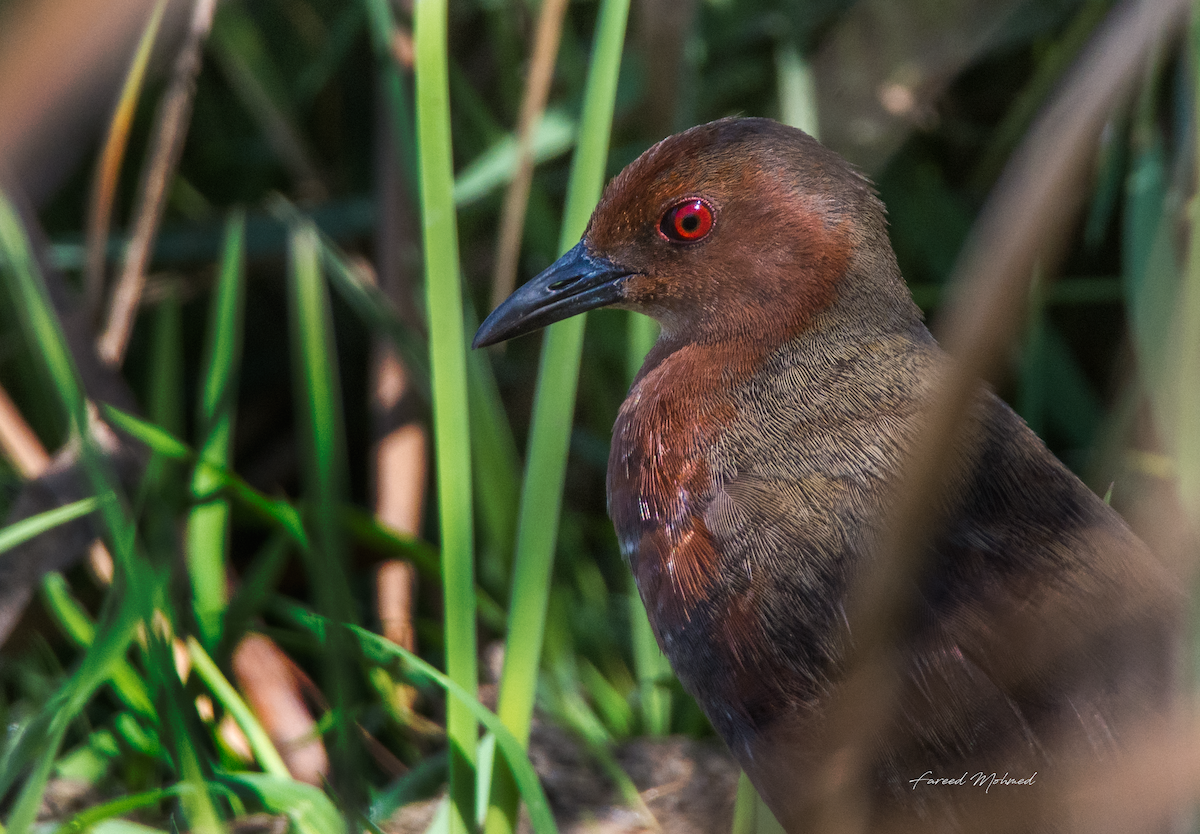 Ruddy-breasted Crake - ML87395171