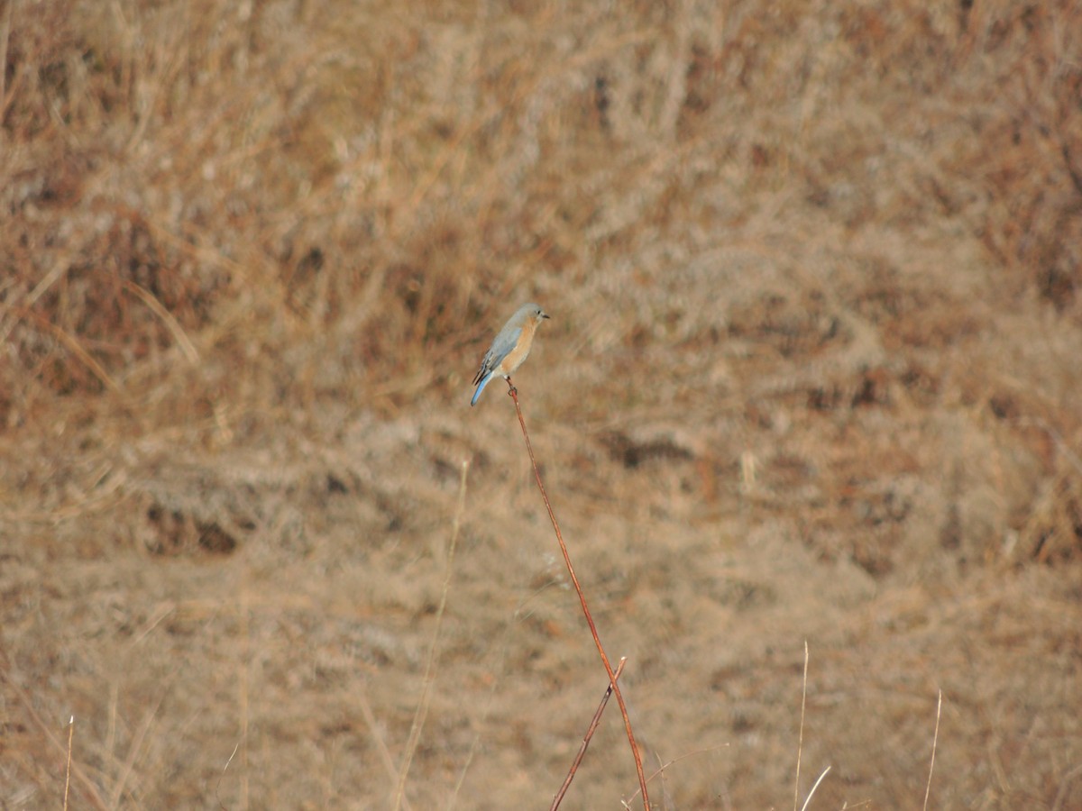 Eastern Bluebird - ML87395431