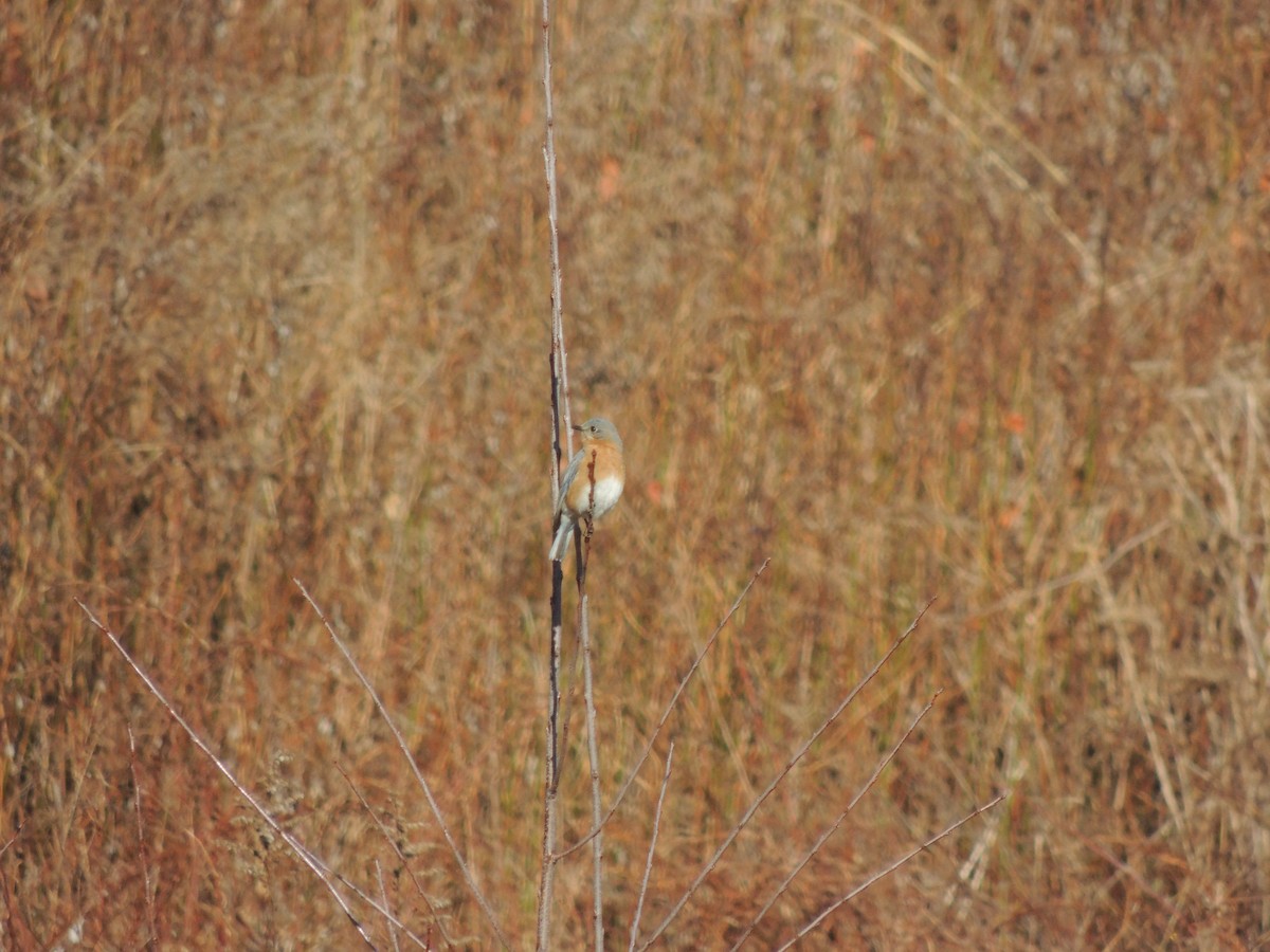 Eastern Bluebird - ML87397001