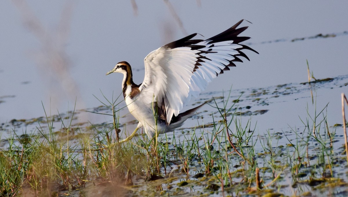 Jacana à longue queue - ML87397721