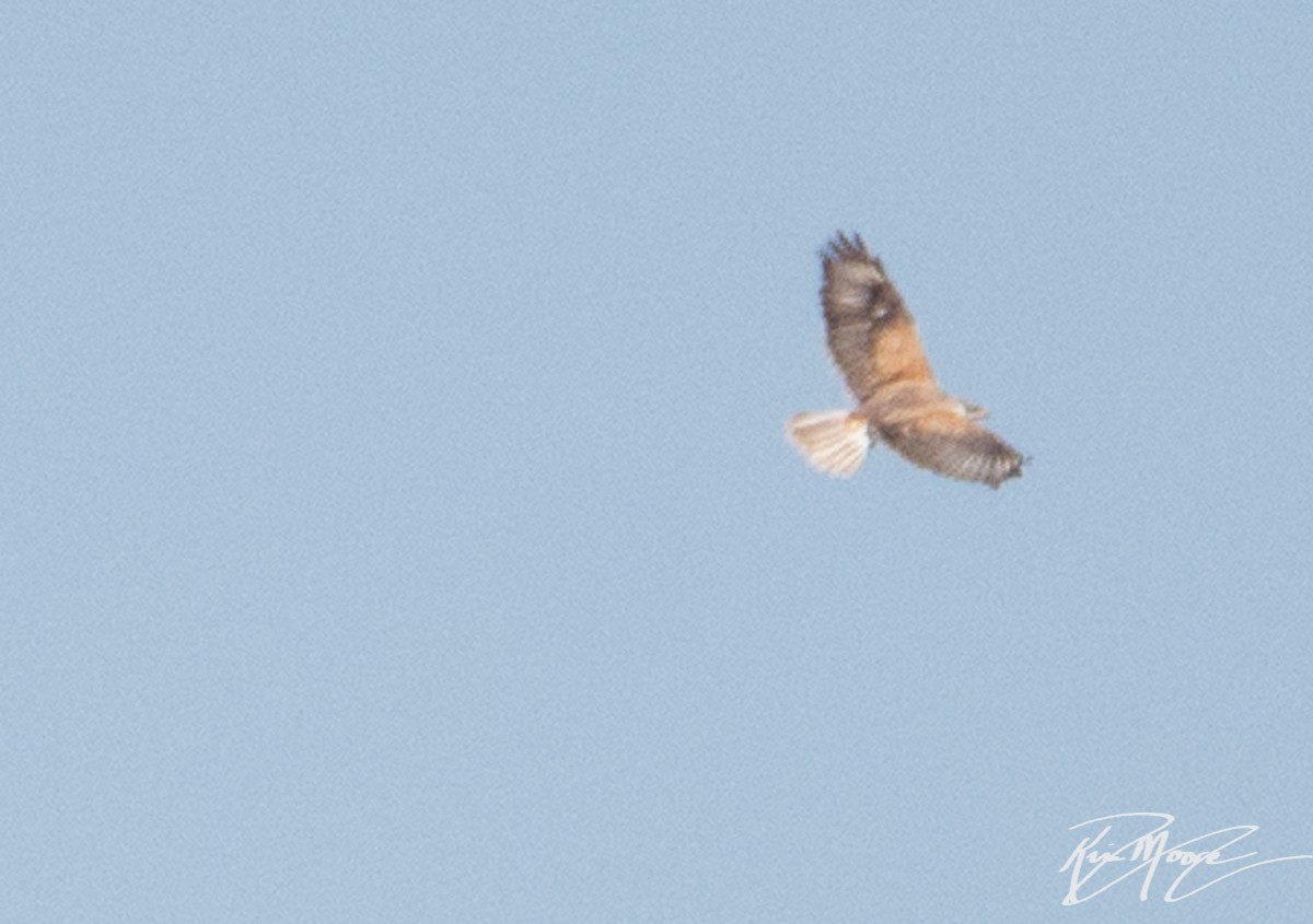 Ferruginous Hawk - Kim Moore